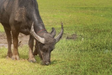 Yeşil tarlalı bufalo.
