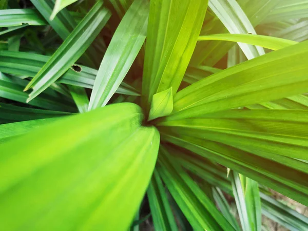 Hojas de pandan verde con sol en el jardín, concepto de hierbas . — Foto de Stock