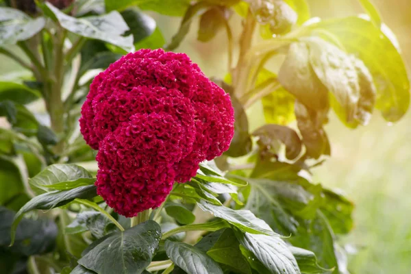 Close up red Cockscomb or Crested celosia — Φωτογραφία Αρχείου