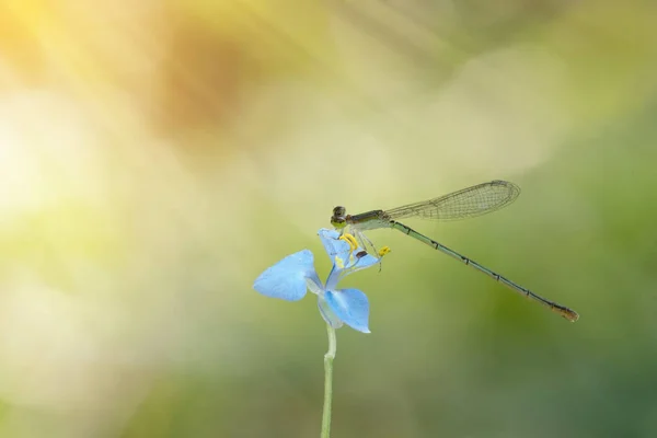 Dragonfly resting on blooming flower — Stock Photo, Image