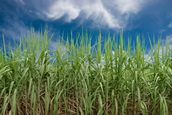 Campo Canna Zucchero Con Nuvola Sfondo Cielo Blu — Foto Stock