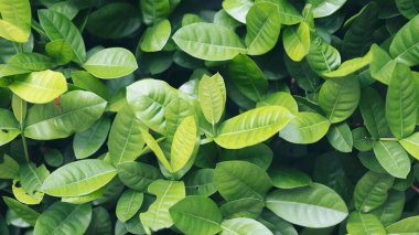 Yeşil yapraklar desen arkaplanı