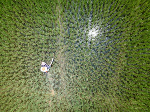 Pirinç tarlalarına gübre püskürten çiftçinin hava veya kuş bakışı görüntüsü