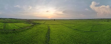 Hava manzaralı panorama ya da gün batımlı pirinç tarlalarındaki tarıma kuş bakışı manzara