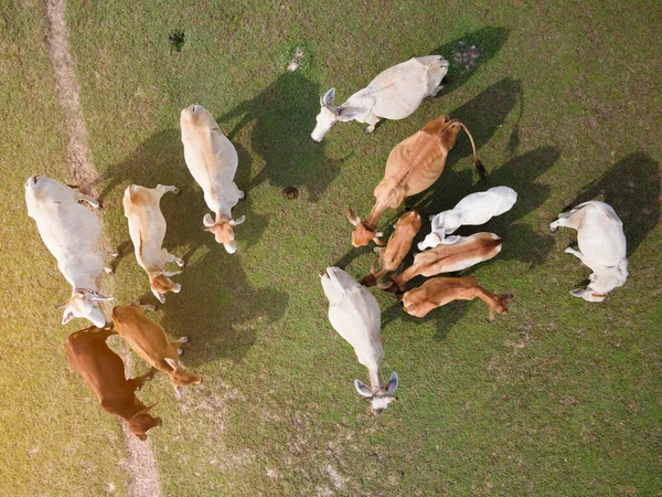 Aerial View Group Cow Green Field — Stock Photo, Image