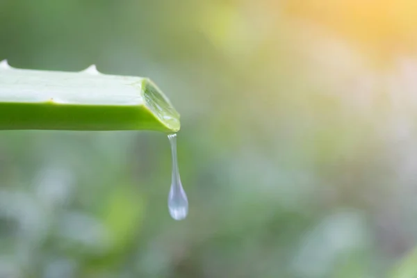 Aloe Vera Fresco Com Gota Água Fundo Verde — Fotografia de Stock