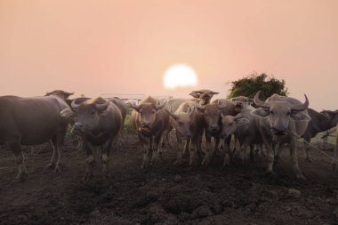 Gün batımı arka planında bir grup su bufalosu