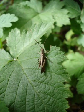 Gölgelik bir bitkinin yeşil bir yaprak üzerinde küçük bir çekirge.
