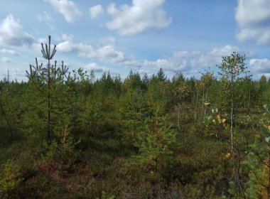Sonbahar. orman manzarası. Mavi gökyüzü ve sarı yapraklı ağaçlar ve yapraksız. Horizon. Rusya'nın doğal arka plan