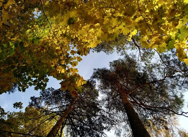 Autunno alberi marrone grigio corteccia e foglie gialle e blu cielo sfondo naturale Carta da parati macro — Foto Stock