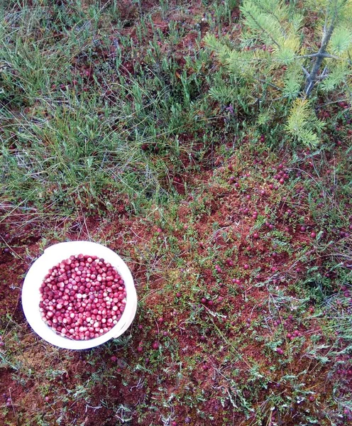 Arándanos maduros en una canasta en la hierba. Fondo de bayas rojas. Fondo de los arándanos en el bosque — Foto de Stock