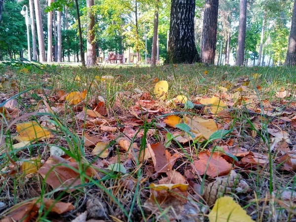 Осенний лес с опавшими жёлто-зелёными листьями на зелёной траве и деревьях. природный фон России — стоковое фото