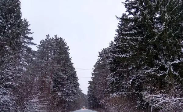 Winter road in snowy coniferous forest for skiers Background Wallpaper — Stock Photo, Image