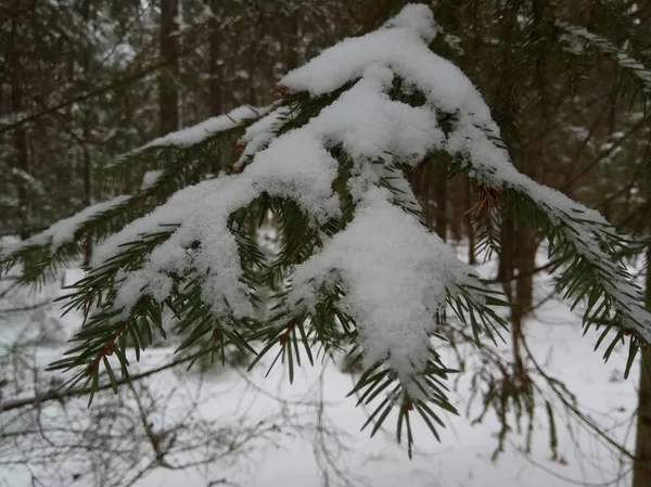 В зимнем лесу хвойные деревья в снегу смотрят в голубое небо. Кора дерева. Фон Обои — стоковое фото