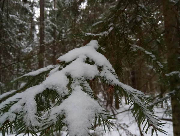 В зимнем лесу хвойные деревья в снегу смотрят в голубое небо. Кора дерева. Фон Обои — стоковое фото