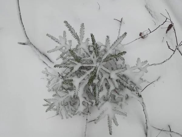 Na floresta de inverno pequena árvore de Natal na neve. Fundo Papel de parede — Fotografia de Stock