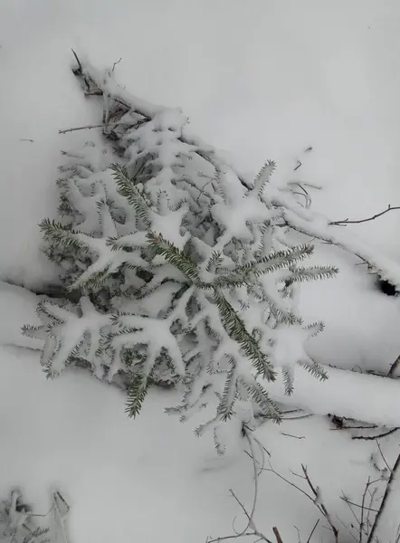 V zimním lese je malý vánoční stromek ve sněhu. Tapeta pozadí — Stock fotografie
