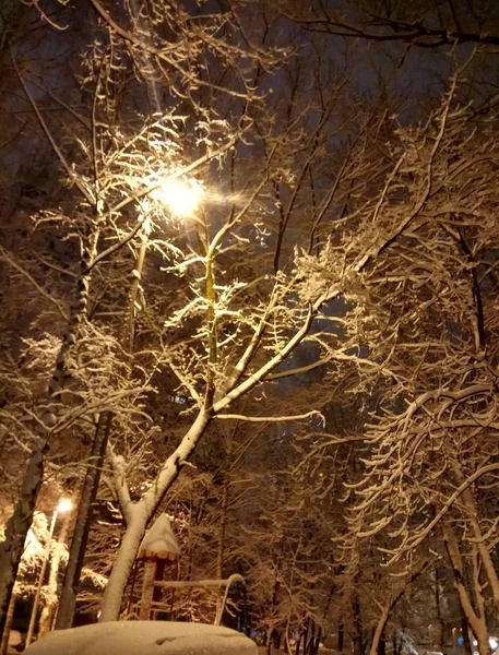 Зимний вечер в городе. Свет фонаря на снежных деревьях падает. Фон Обои — стоковое фото