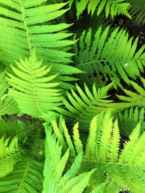 Güzel eğreltiotu yaprakları yeşil yapraklar. Güneş ışığında doğal çiçek eğreltiotu arka planı.
