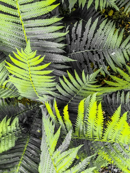 Fougères beautées feuilles feuillage vert naturel fond de fougère florale à la lumière du soleil — Photo