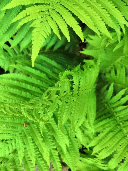 Прекрасные папоротники листья зеленой листвы естественный цветочный фон папоротника в солнечном свете — стоковое фото