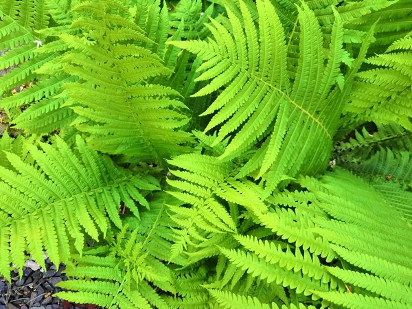 Прекрасные папоротники листья зеленой листвы естественный цветочный фон папоротника в солнечном свете — стоковое фото