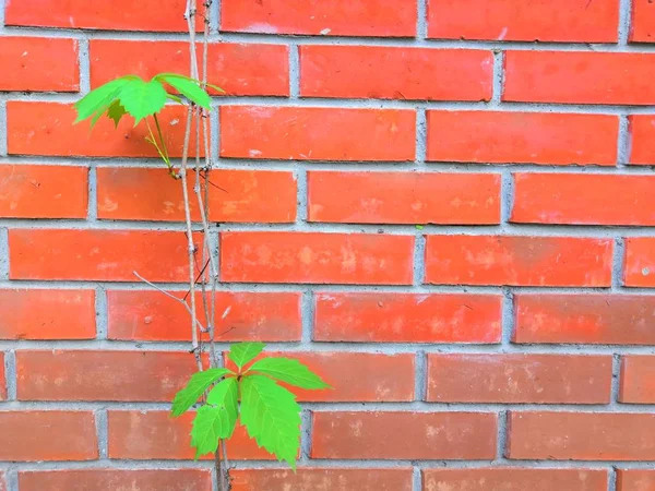 Прекрасный плющ листья зеленой листвы натуральные цветочные растения и красный кирпич забор в солнечном свете — стоковое фото