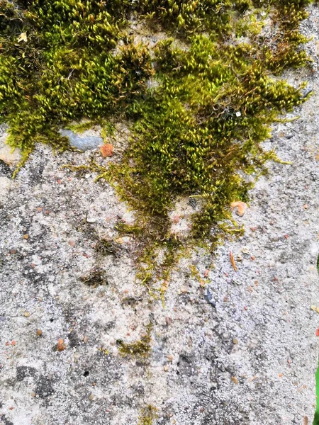La superficie de losa de hormigón vieja cubierta con musgo verde o algas —  Fotos de Stock