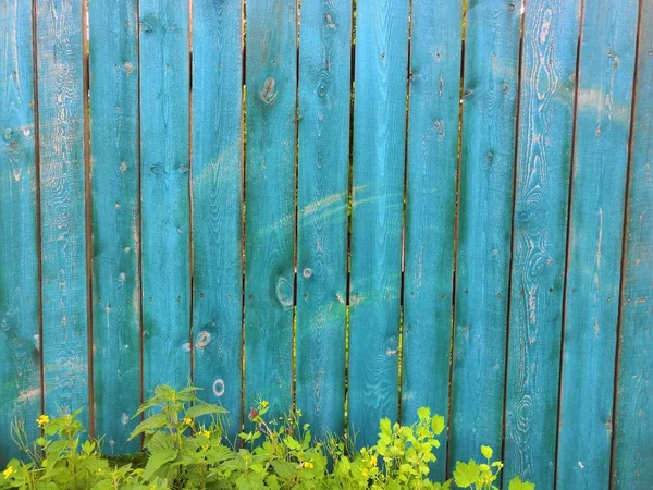 Fondo de madera azul aguamarina con hiedra - Fachada de madera vieja pintada con planta de hiedra verde trepadora — Foto de Stock