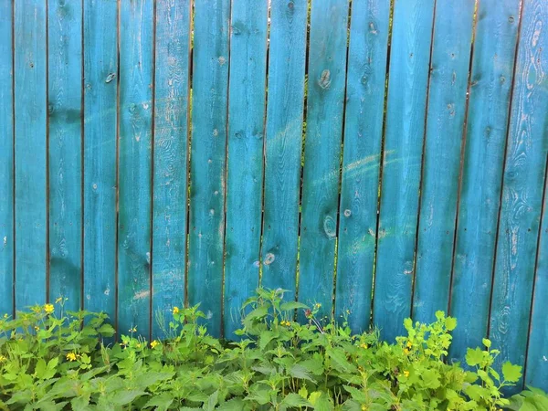 Blauer Aquamarin-Holzhintergrund mit Efeu - bemalte alte Holzfassade mit kletternder grüner Efeu-Pflanze — Stockfoto