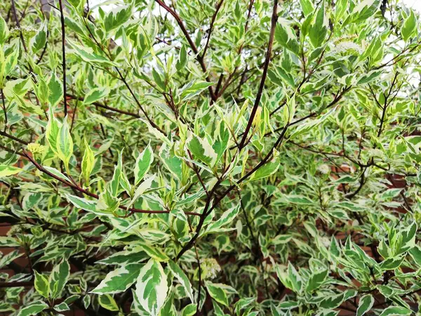 Pláč obr, variegat zanechá stromy zelený Bílý strom venku listí zblízka. — Stock fotografie