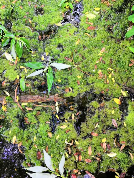 Algas del pantano. Patrones de algas verdes en el agua. Pantano verde. El agua contaminada estaba cubierta con película y algas . —  Fotos de Stock