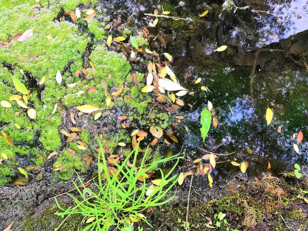 Algas del pantano. Patrones de algas verdes en el agua. Pantano verde. El agua contaminada estaba cubierta con película y algas . —  Fotos de Stock