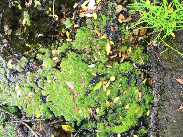 Glony bagienne. Zielone wzory alg na wodzie. Zielone Bagno. Zanieczyszczona woda pokryta była folią i glonami. — Zdjęcie stockowe