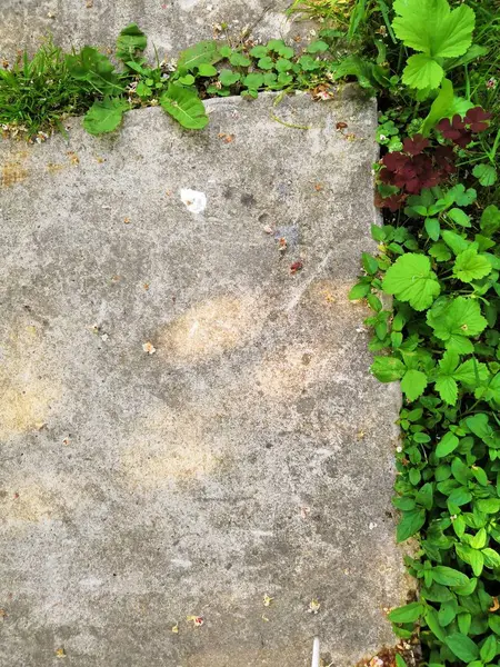 Kleine Blume sprießt durch städtischen Asphaltboden — Stockfoto
