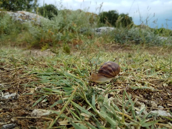 Una serie di foto Un giorno nella vita delle lumache. Uva lumaca su una pietra, su un sfocato — Foto Stock