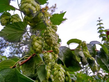 yeşil arka plan olarak bira üretimi için bitkiler şerbetçiotu.
