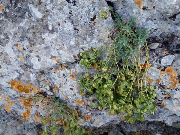 Hermosa flor amarilla solitaria bañándose en el rayo del sol, creciendo cerca de una roca —  Fotos de Stock