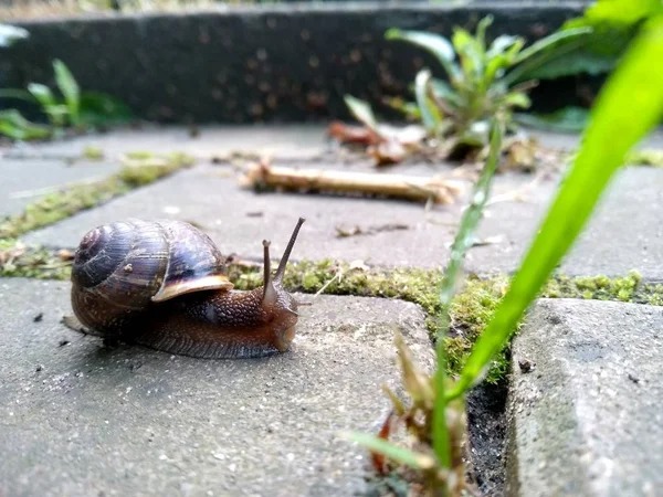 Een serie Foto's op een dag in het leven van slakken. Druiven slak op een steen, op een wazig — Stockfoto