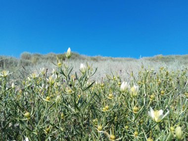 Arka planda güzel dağ sırtları ve bahar çiçekleri Avrupa