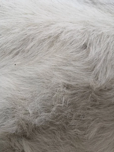 White wool with white top texture background, light natural sheep wool, white seamless cotton, texture