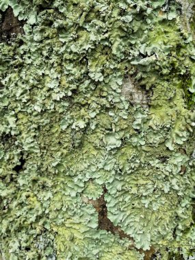 Eski bir meşe ağacının Mossy kabuğu, güzel bir desen oluşturur. Ormanda bark ağacında vahşi yeşil yosun büyür. Soyut doğa yüzeyi