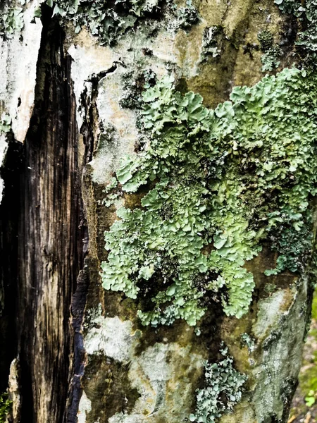 Φλοιός από μια παλιά βελανιδιά, σχηματίζοντας ένα όμορφο μοτίβο. Άγρια πράσινα βρύα μεγαλώνουν σε δέντρο φλοιού στο δάσος. Αφηρημένη επιφάνεια της φύσης — Φωτογραφία Αρχείου