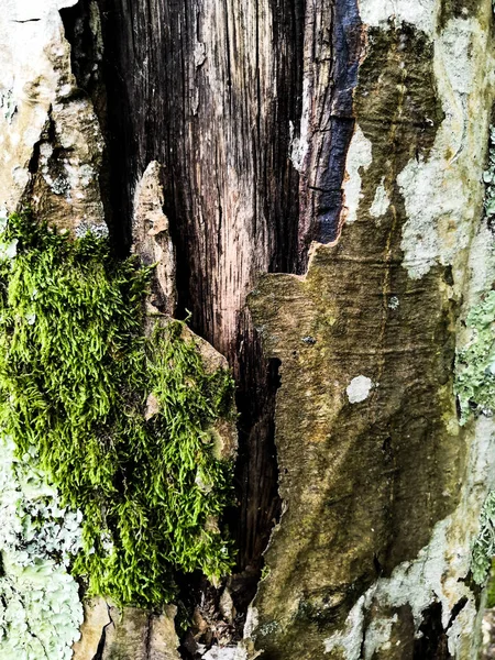 一棵老橡树的苔皮树皮,形成了一个美丽的图案。野生绿苔生长在森林树皮树上。抽象自然表面 — 图库照片