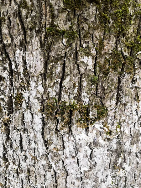 Corteccia muschiata di una vecchia quercia, formando un bel modello. Neve bianca sulla corteccia nella foresta . — Foto Stock