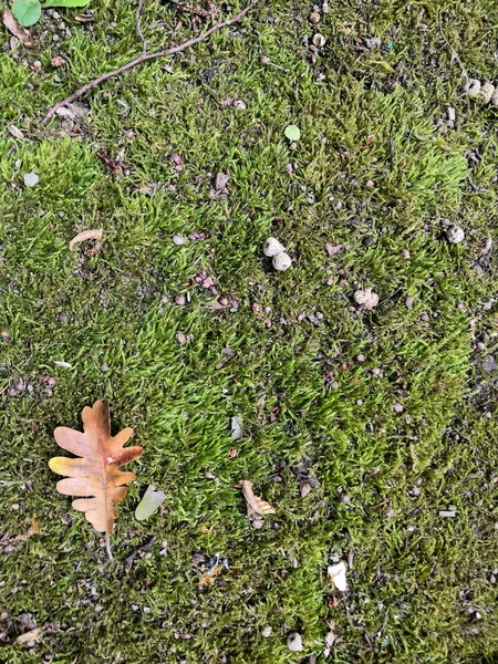 Pietre muschiate e cadute foglie di quercia marrone naturale autunno sfondo — Foto Stock