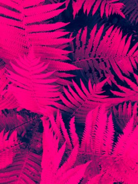 Soyut pembe eğrelti arka planda yaprakları