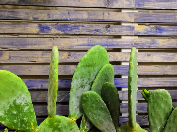 Duży zielony Kaktus i niebieski brązowy drewno ogrodzenia — Zdjęcie stockowe