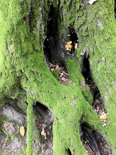 Raíces cubiertas de musgo en el bosque. Fotografiado en un día soleado . —  Fotos de Stock