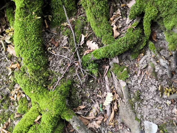 Raíces cubiertas de musgo en el bosque. Fotografiado en un día soleado . —  Fotos de Stock